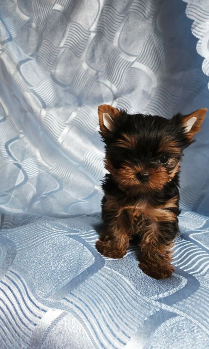 Київ Родословні.Документи прививка чіп.