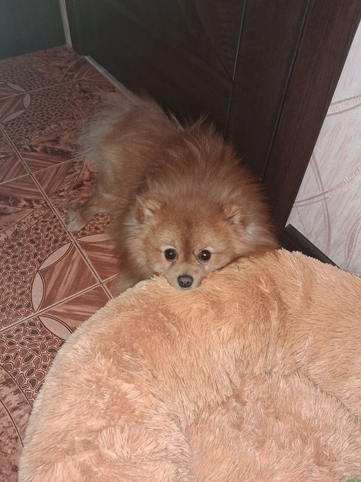 Шпіц Померанський малий в'язка