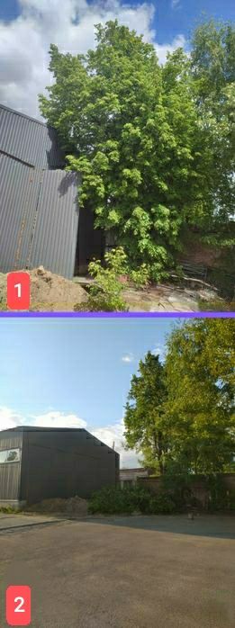 Видалення аварійних дерев будь-якої складності