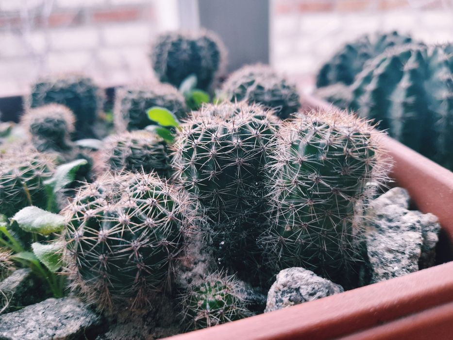 Кактуси різного зросту