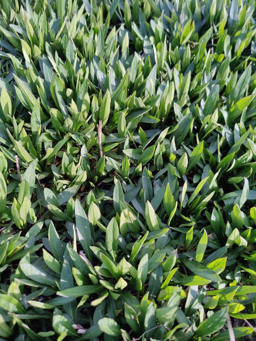 Trytoma groniasta, aster krzaczasty