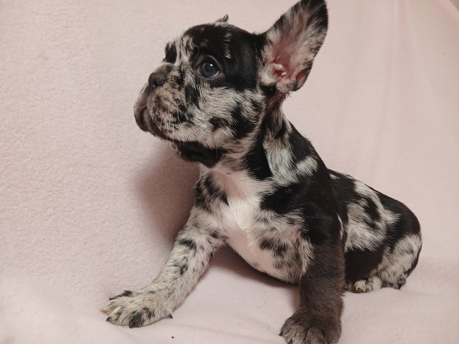 Французский бульдог Собака компаньон