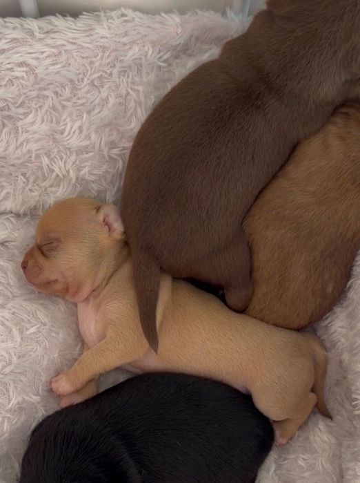 Chihuahua chłopiec mini