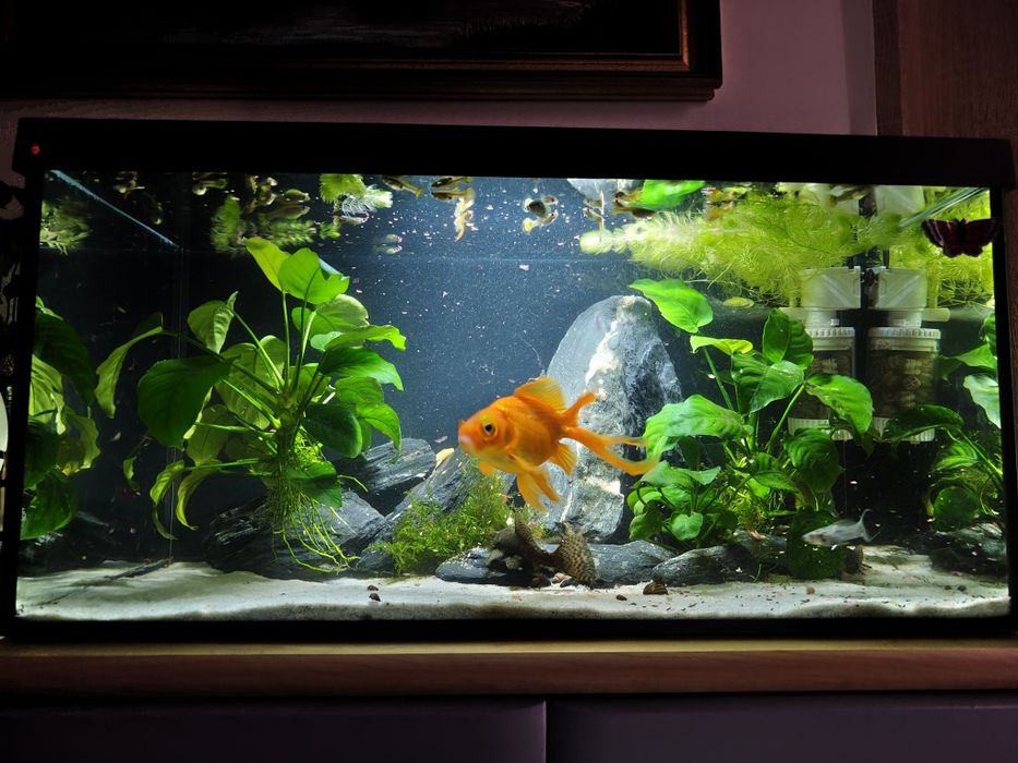 Akwarium 54 l. 60x30x30