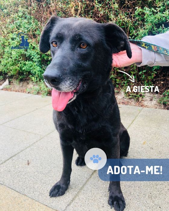 Giesta cadela para adoção