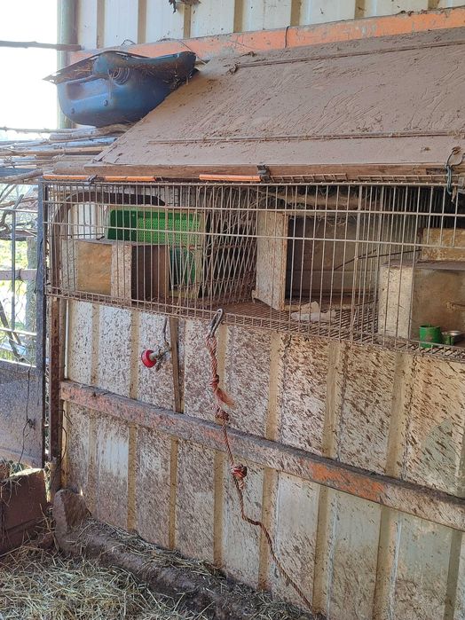 Gaiolas de criação de coelhos