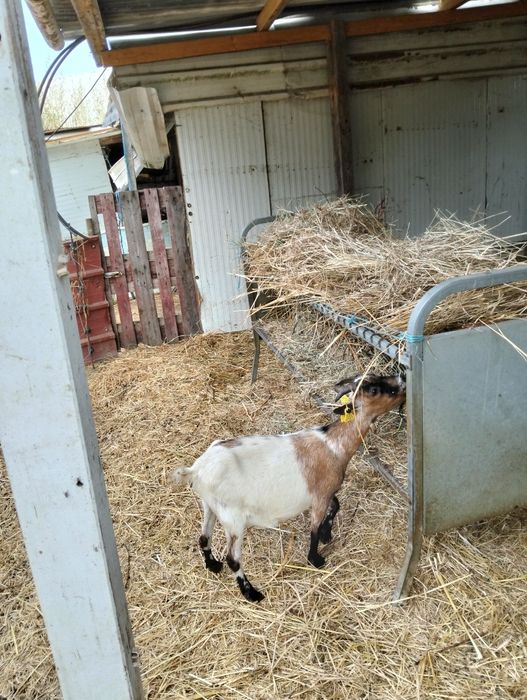 Cabras.     anãs