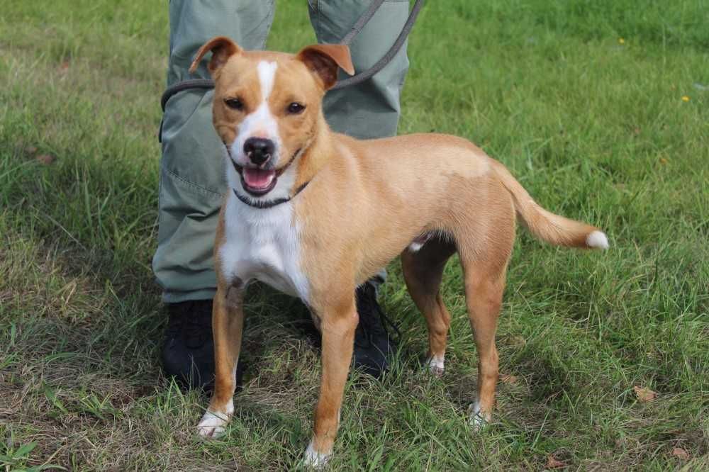 064193 Leoś do adopcji.