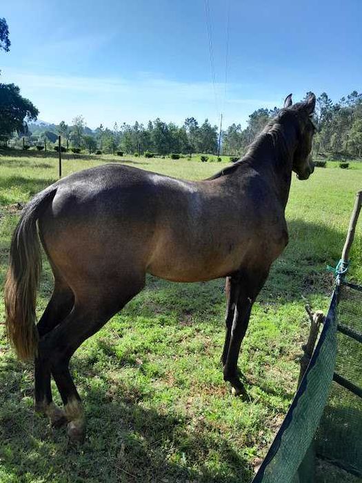Rubim, cavalo lusitano com 2 anos de idade