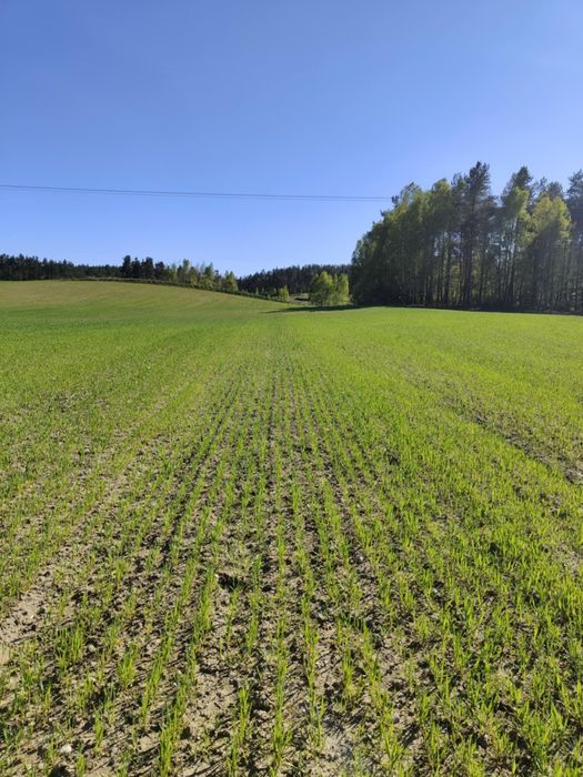 Działki rolno - zagrodowe w miejscowości Rokiciny na Kaszubach