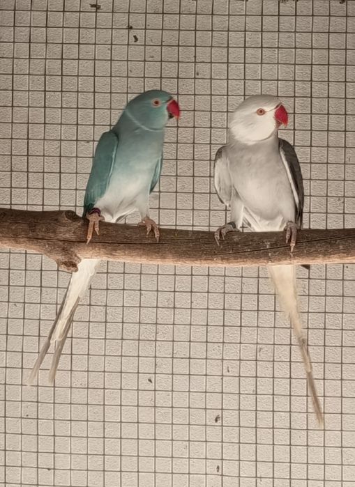 Ring necks CC adultos