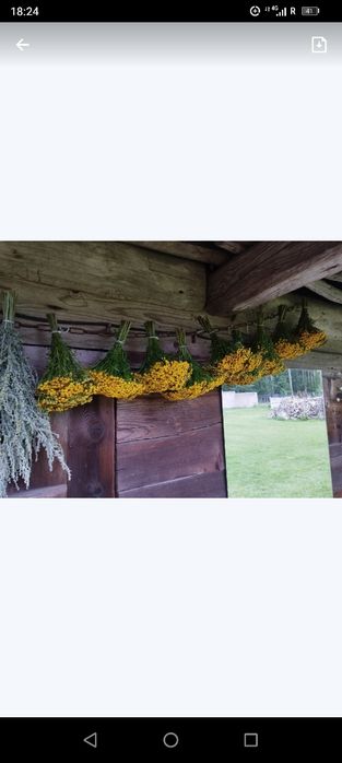 Wrotycz pospolity BUKIET