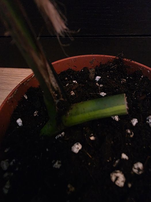 Monstera marmorata aurea