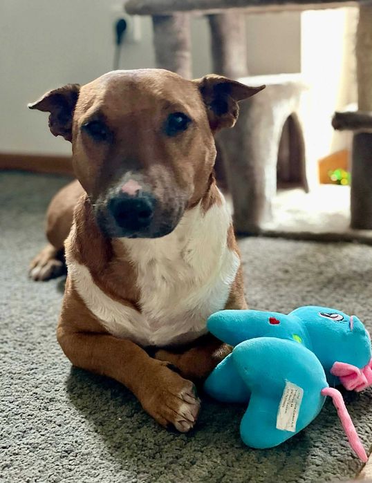 GRZEŚ - bulle kochają najmocniej!