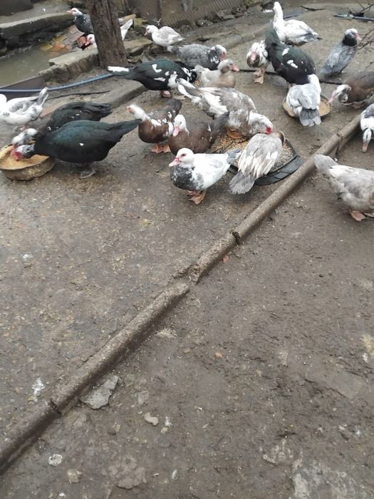 Индоутки на развод