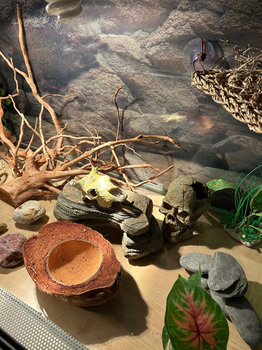 Terrarium 140x60x50 + szafka | pełne wyposażenie.