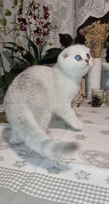 Шикарный котенок  девочка шиншилла