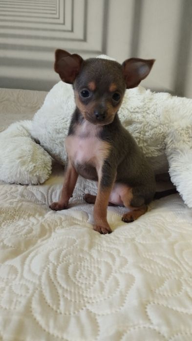 Той терьер ,той тер'єр