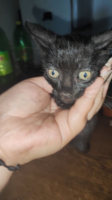 Gatinha para dar