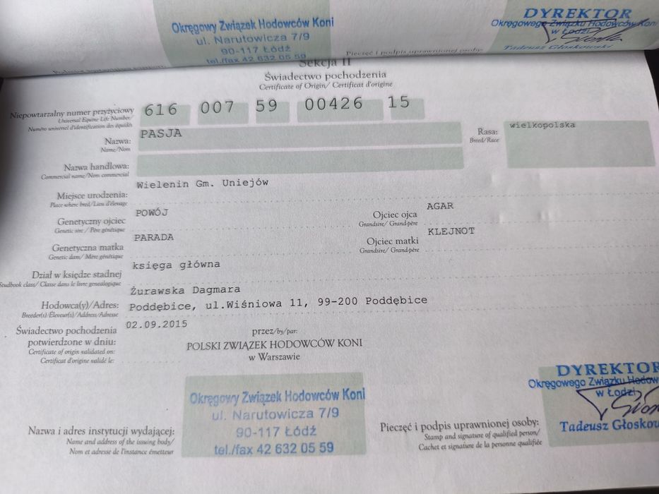 Klacz Wielkopolska z licencją