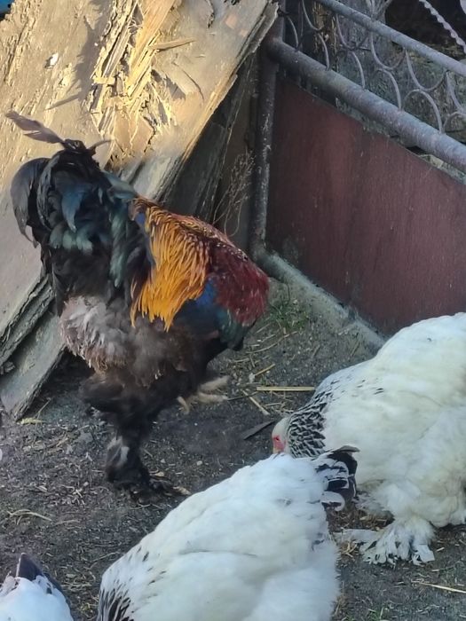 Jaja lęgowe od kur brahma