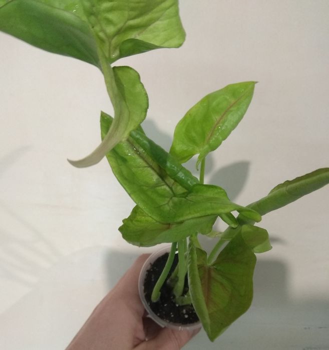 Продам сингоніум Манго Алюжн