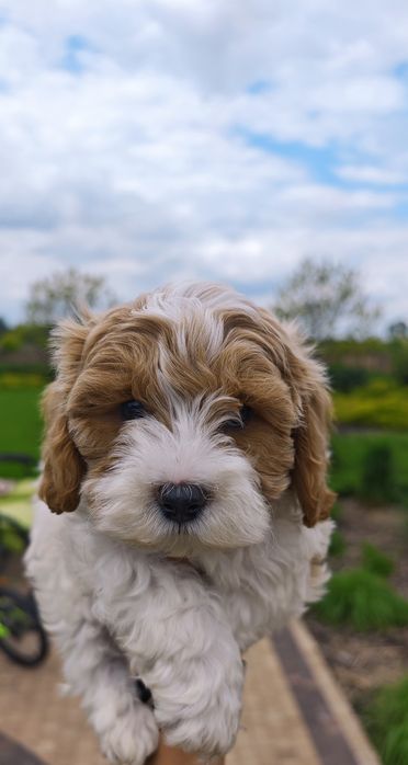 REZERWACJA**Cavapoo**cudowny piesek !
