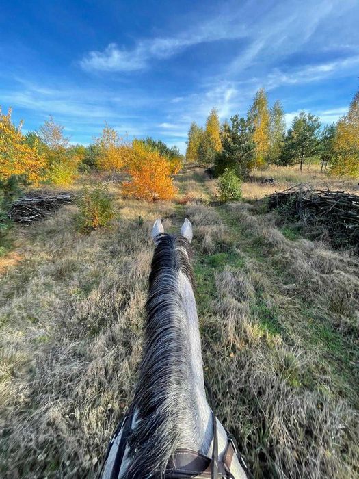 Agroturystyka, Nocleg przy Stadninie Koni