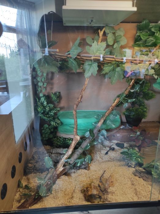 Duże terrarium z wężem