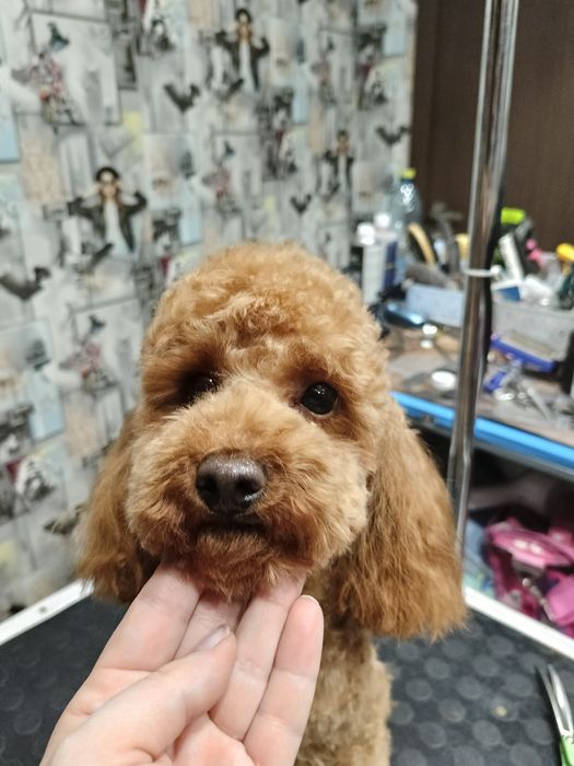 Хортицкий район. Стрижка собак и кошек.