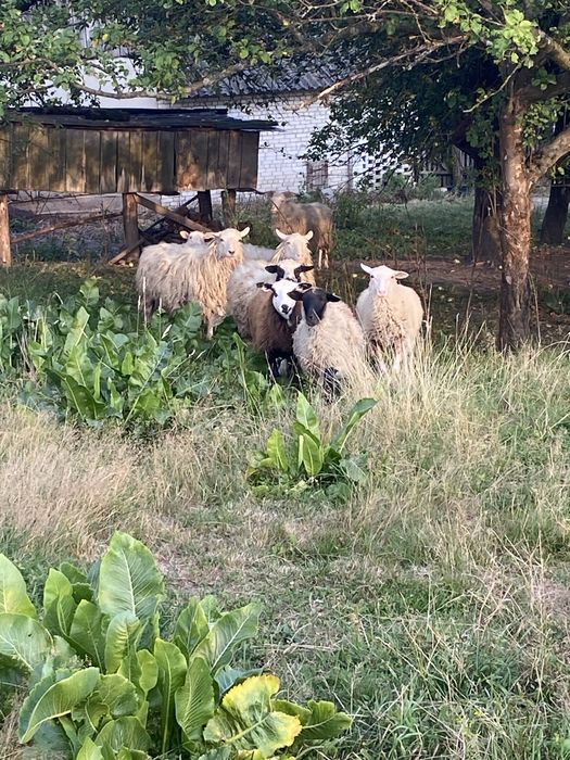Продам овець і один баран