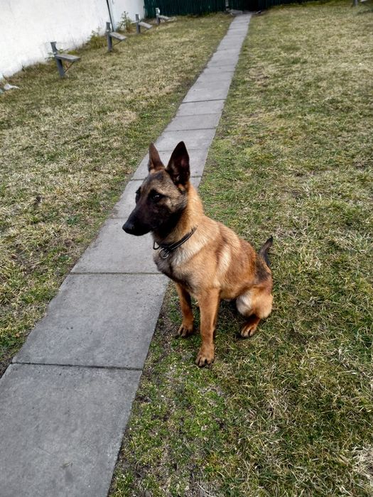 Бельгійська вівчарка малінуа