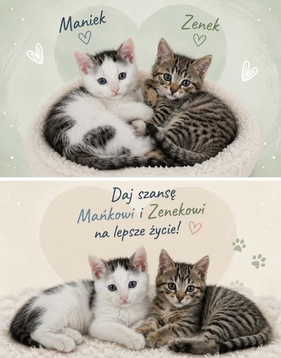 Maniuś i Zenek szukaja domku