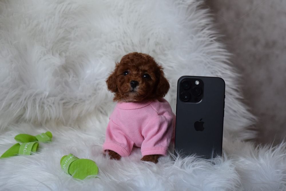 Карамельні маленькі Мальтипу . Схожі на іграшкових. Ф1