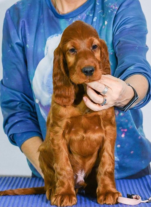 Seter irlandzki ZKwP