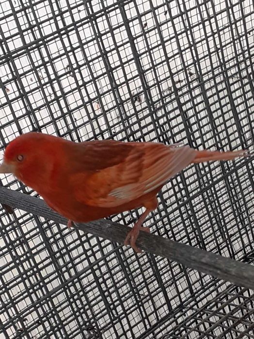 Canario Phaeo Reprodutor Feo Vermelho Intenso Macho.