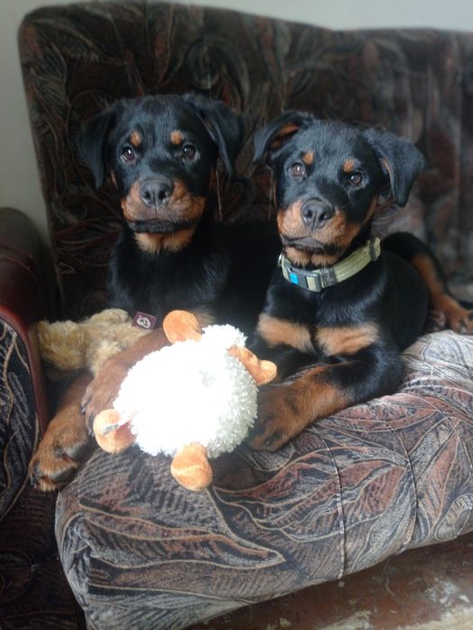 Цуценята Ротвейлера