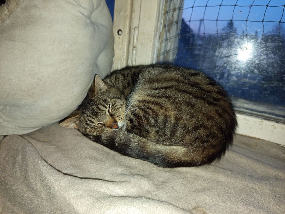 Uroczy Cujo szuka kochającego domku