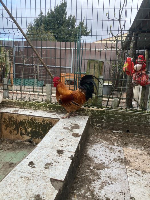 Vendo galos e frangos