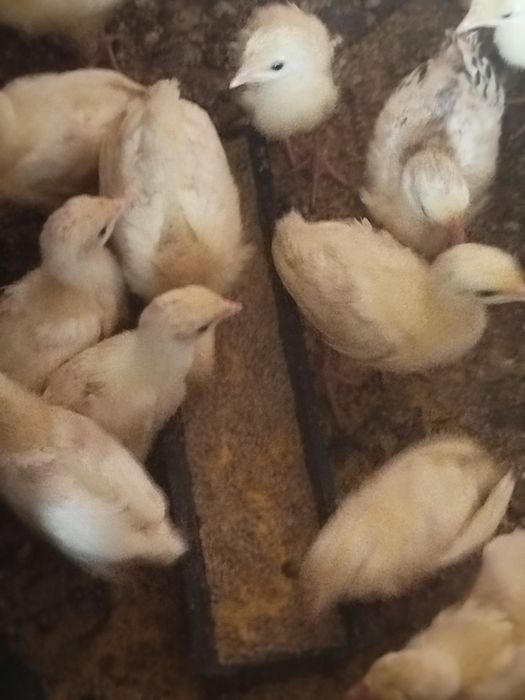 Продам індичата один місяць