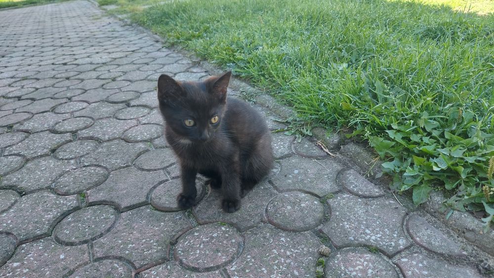 Małe koty kocurki