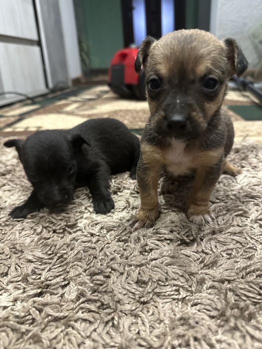 Віддам у добрі руки двох цуценят (дівчатка), безкоштовно