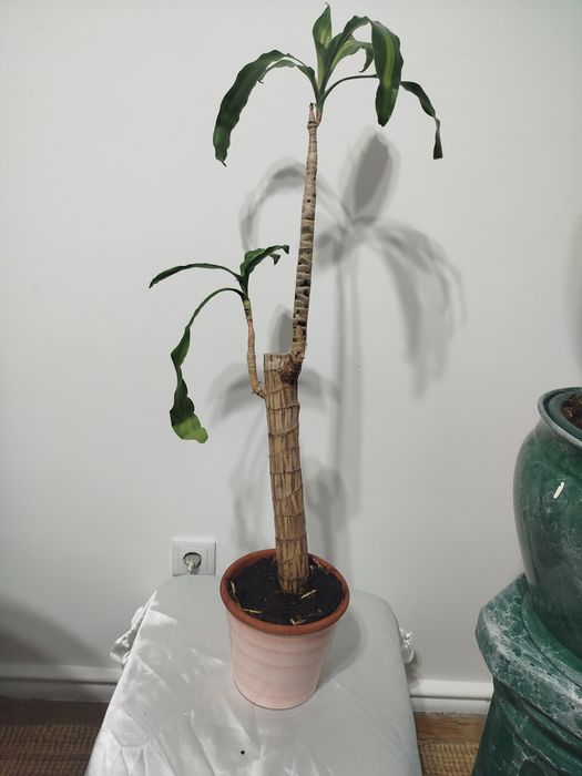 Planta do Brasil com vaso porcelana vidrado