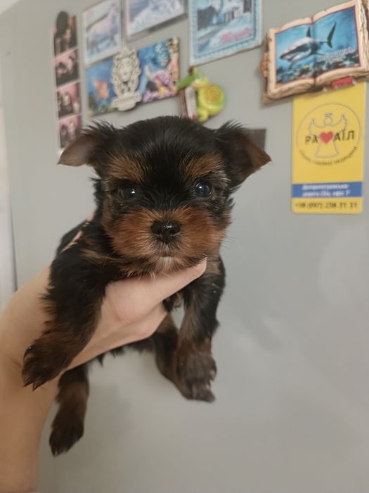 Курносое чудо чадо )