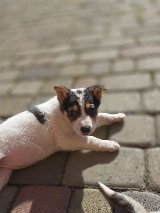 Цуценя дівчинка в добрі руки