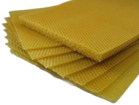 Węza pszczela warszawska zwykła