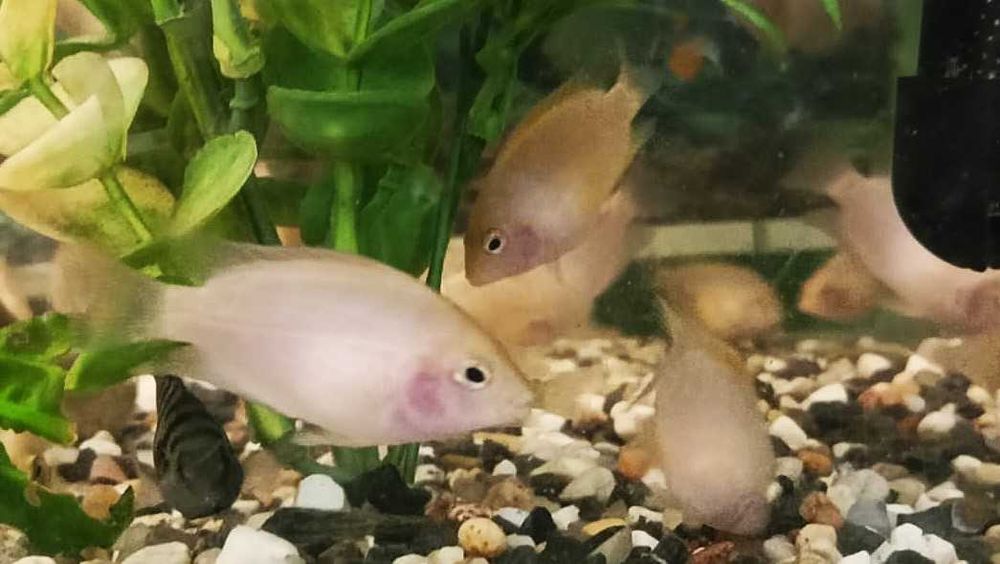 Pielęgnice Zebry Albinos - sprzedam