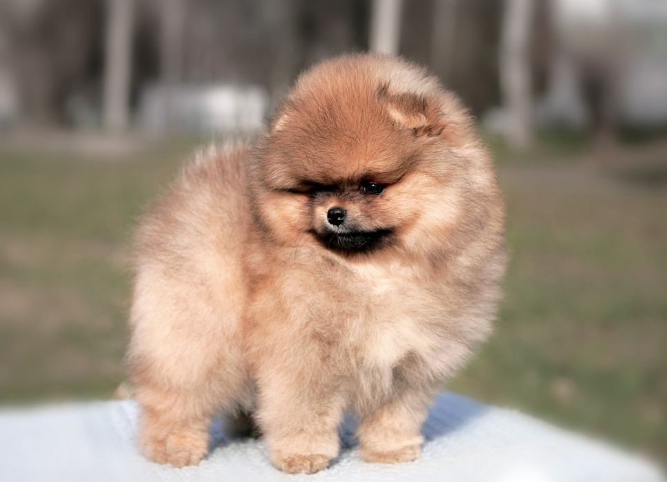 Померанчик КСУ в типі Мішка