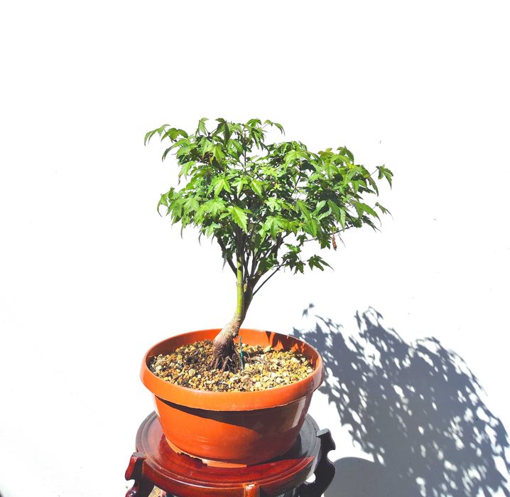 Pre Bonsai klon palmowy Little Princess