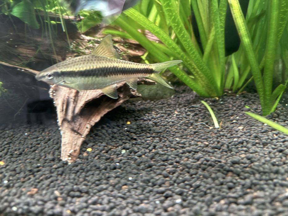 3 Crossocheilus siamensis
